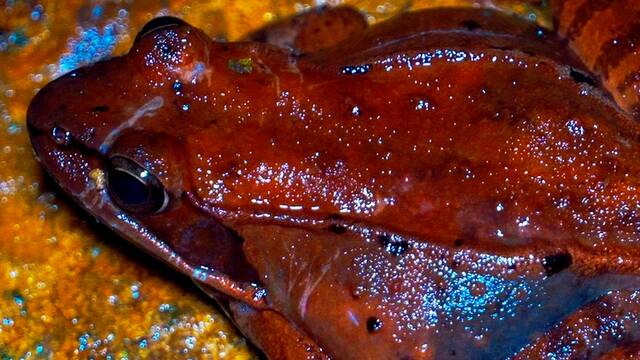 Frog Week created to bring attention to often overlooked species