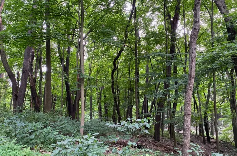 What’s next for Pittsburgh’s newest park