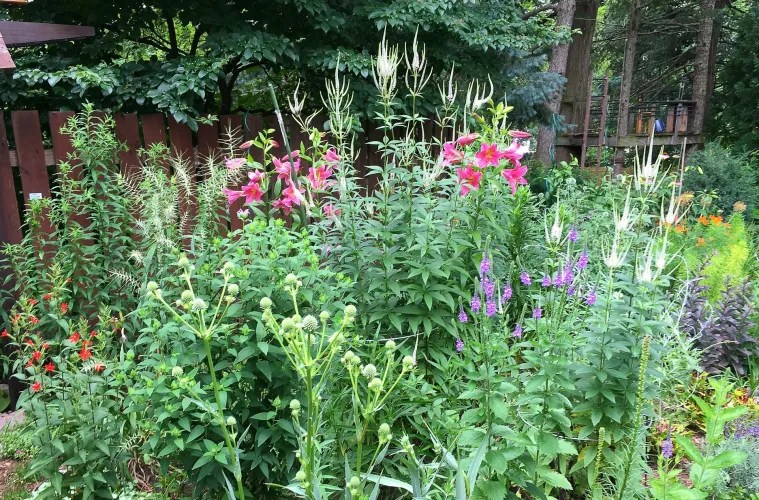 New law requires native vegetation on Pennsylvania highways